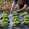 Tela de protección contra malezas VEVOR 4 x 100 pies tela resistente para jardín