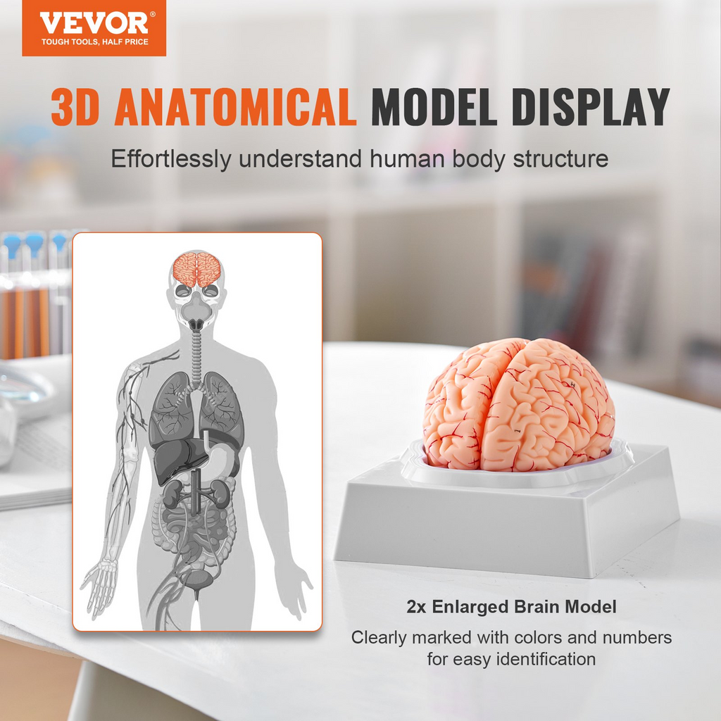 Modelo de cerebro humano VEVOR 9 partes en tamaño real 1:1 con etiquetas y base de exhibición