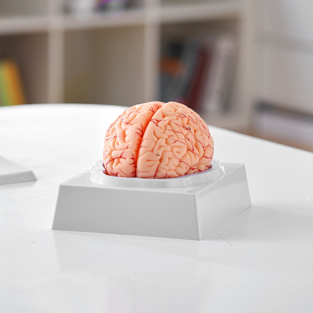 Modelo de cerebro humano VEVOR 9 partes en tamaño real 1:1 con etiquetas y base de exhibición