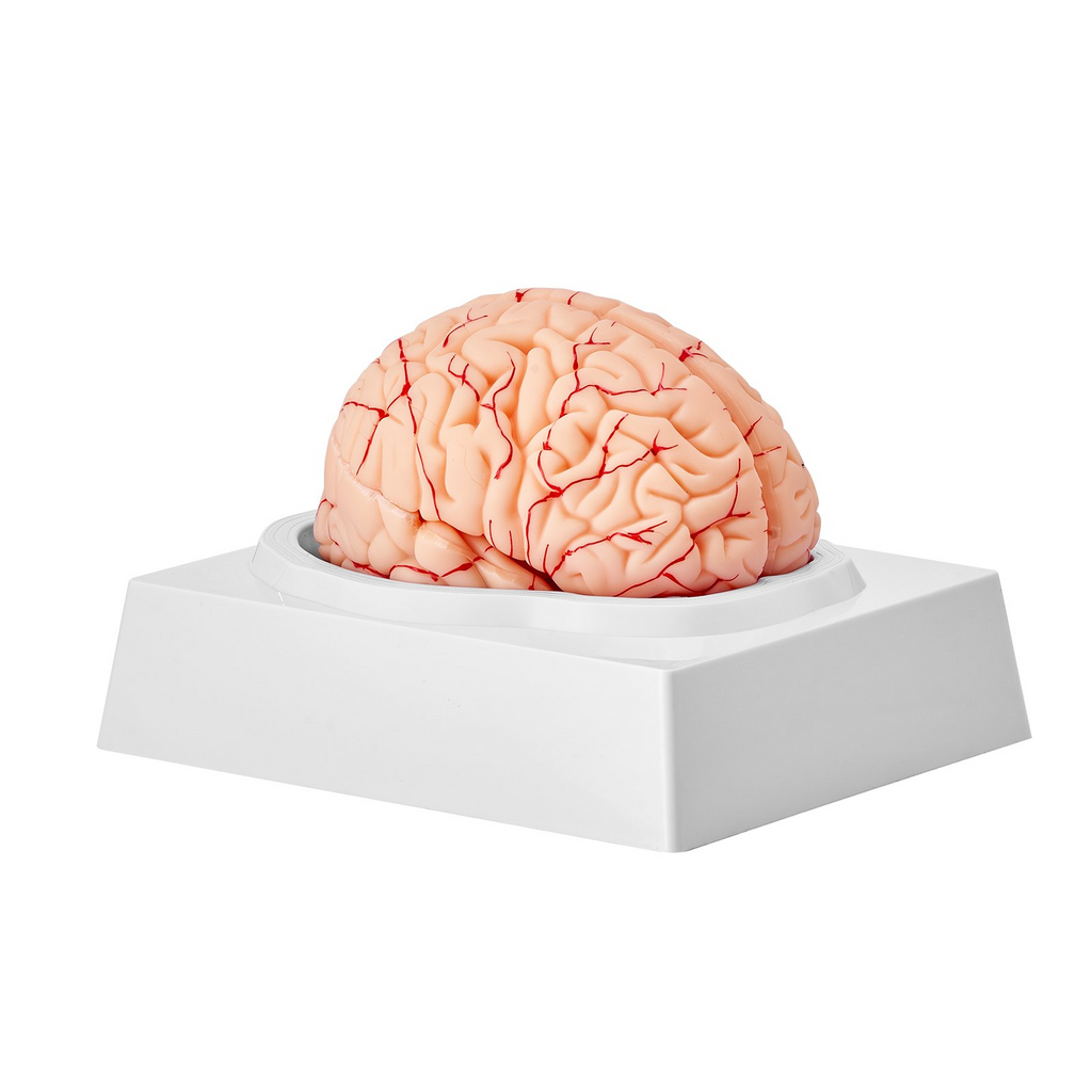 Modelo de cerebro humano VEVOR 9 partes en tamaño real 1:1 con etiquetas y base de exhibición