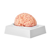 Modelo de cerebro humano VEVOR 9 partes en tamaño real 1:1 con etiquetas y base de exhibición