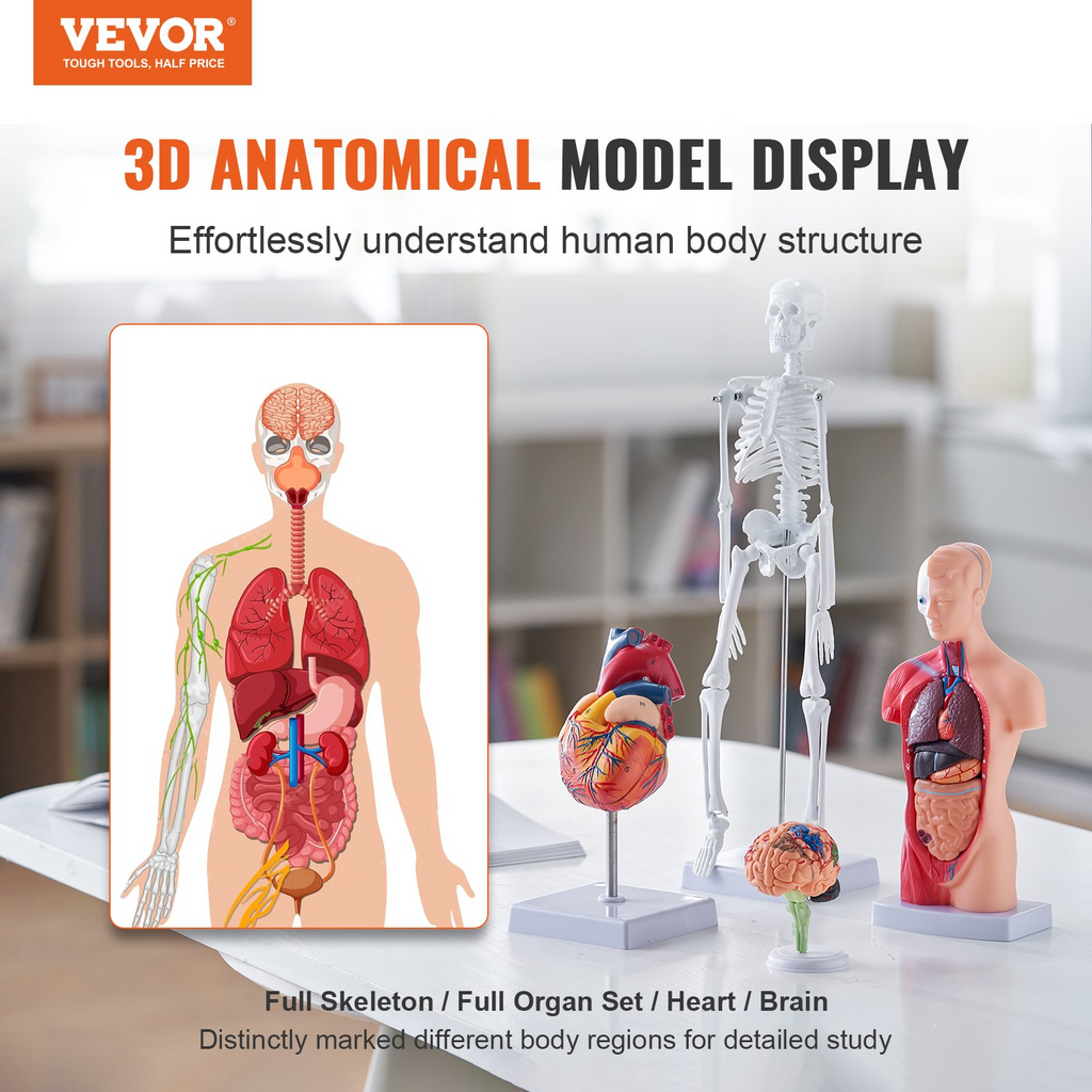 VEVOR - Juego de modelos de anatomía humana (cerebro, torso, corazón, esqueleto, 4 unidades)