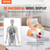 Modelo de anatomía del oído humano VEVOR 3 partes 5 veces agrandado PVC