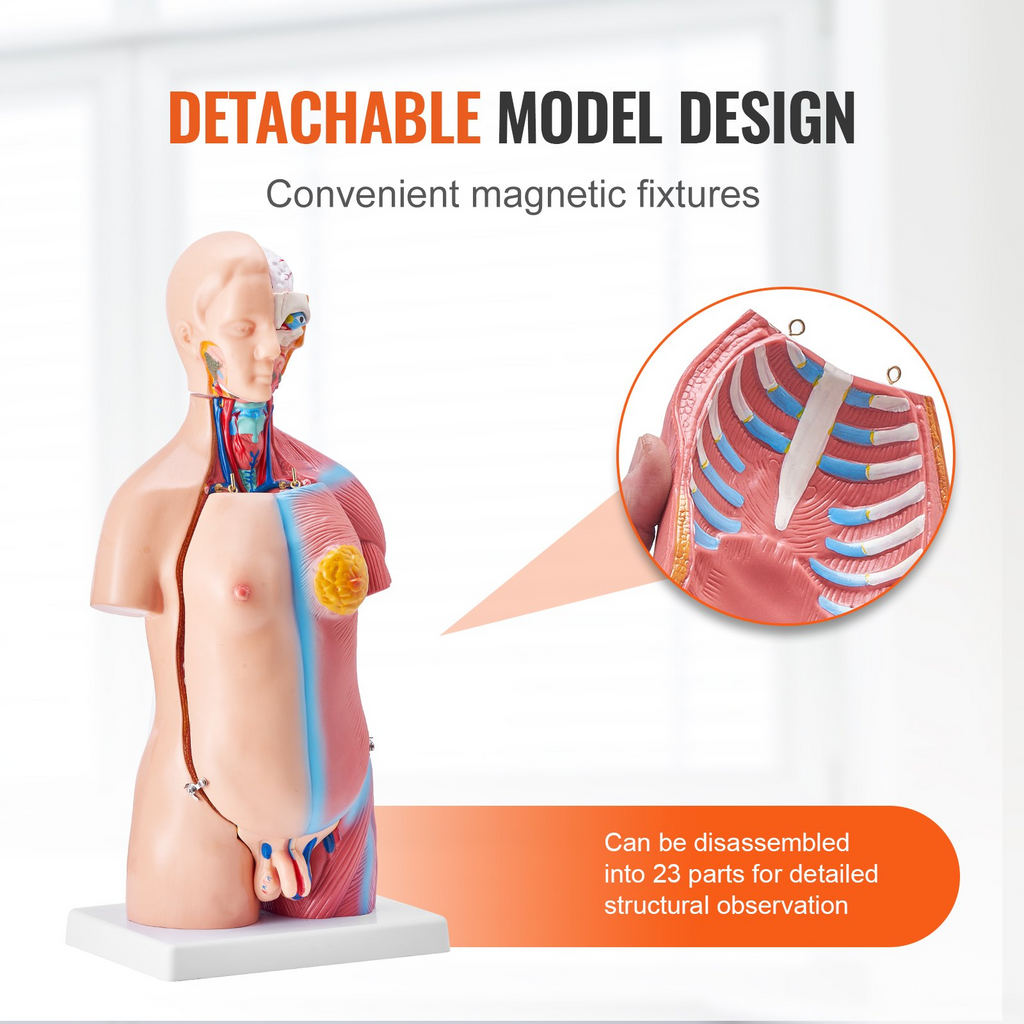 Modelo de cuerpo humano VEVOR 23 piezas 18 pulgadas